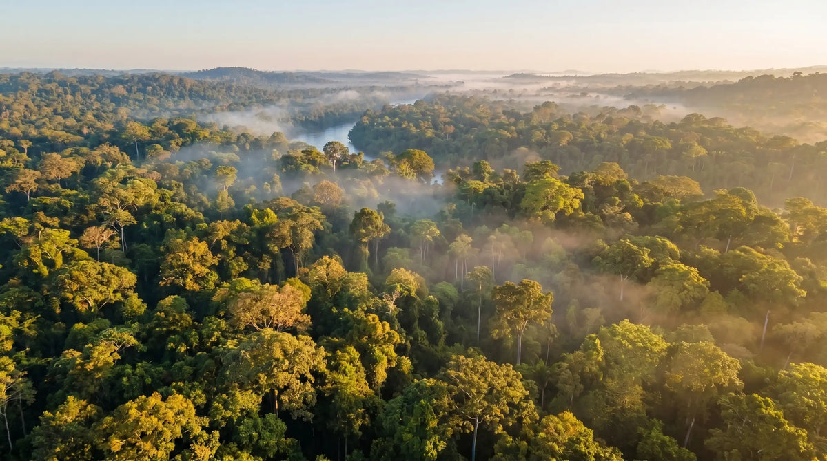 Aerial view of a dense forest with mist at sunrise.